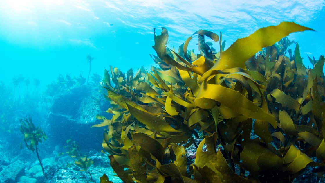 seaweed research new zealand